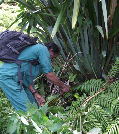 Invasive species of New Zealand Flax (Phormium tenax) and Fushia xxx, taking over the natural habitat of the endemic tree fern in Peaks National Park