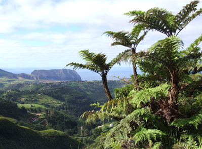 A view across the Island from the Peaks National Park with the endemic St. Helena tree fern, Dicksonia arborescens in the  foreground