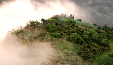 Condensation from early morning clouds are an important source of moisture for St. Helena's upland habitats