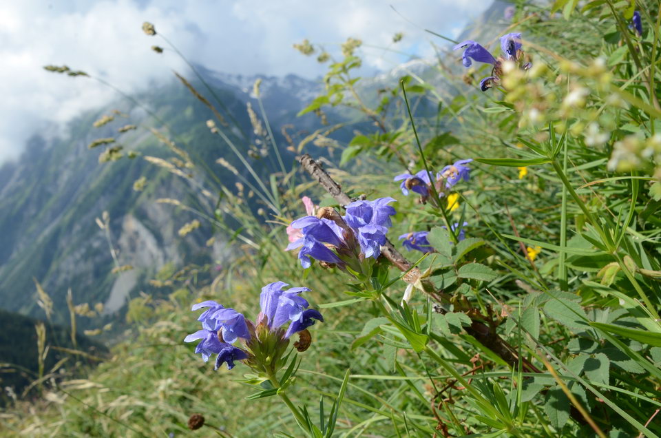 Purple flowers of Dracocephalum ruyschiana amongst grasses on a steep slope