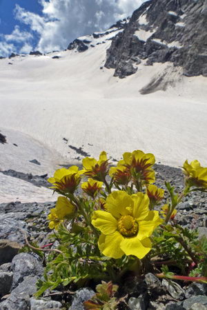 Yellow flowers of Geum reptans on a rocky substrate
