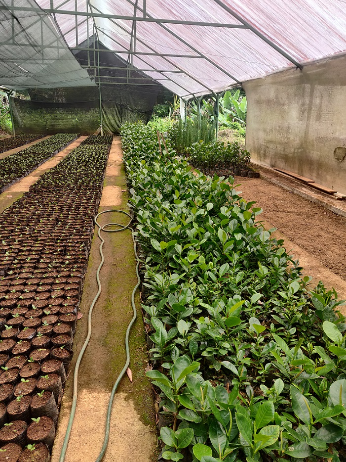 Rows of Magnolia plants being propagated in a greenhouse, at various stages of development