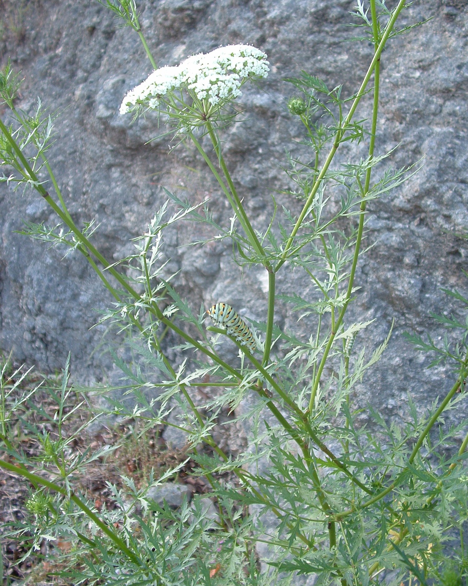 Daucosma laciniata growing infront of a rock. The plant is in flower, showing the white flowers of the umbel.