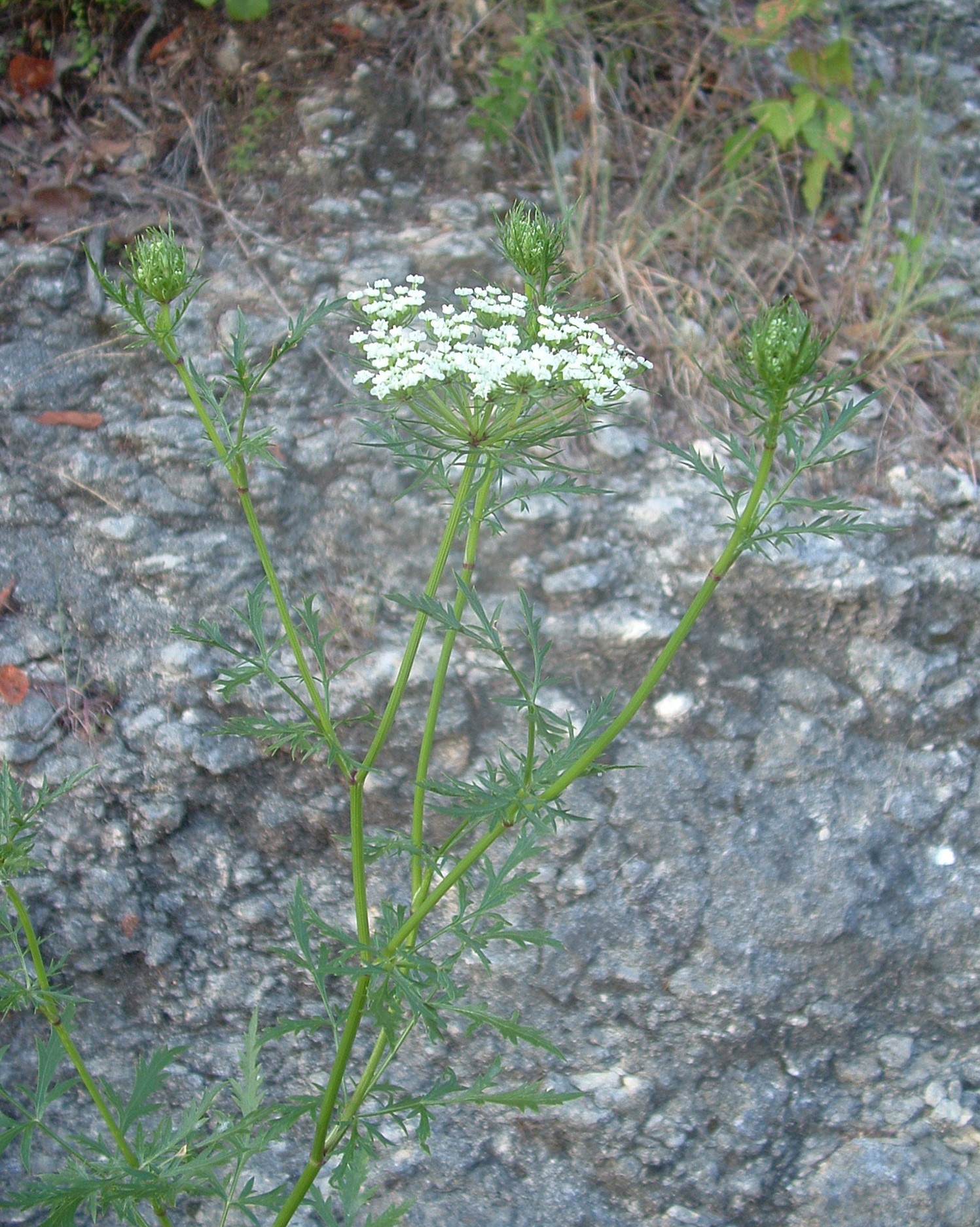 Close up of Daucosma laciniata in flower, with the white flowers within the umbel and the divided bracts.