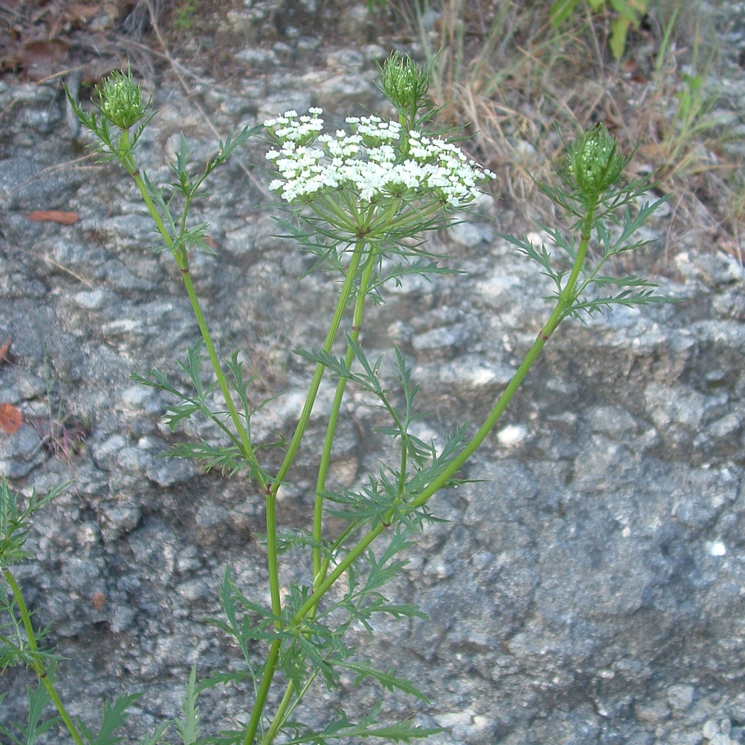 Close up of Daucosma laciniata in flower, with the white flowers within the umbel and the divided bracts.