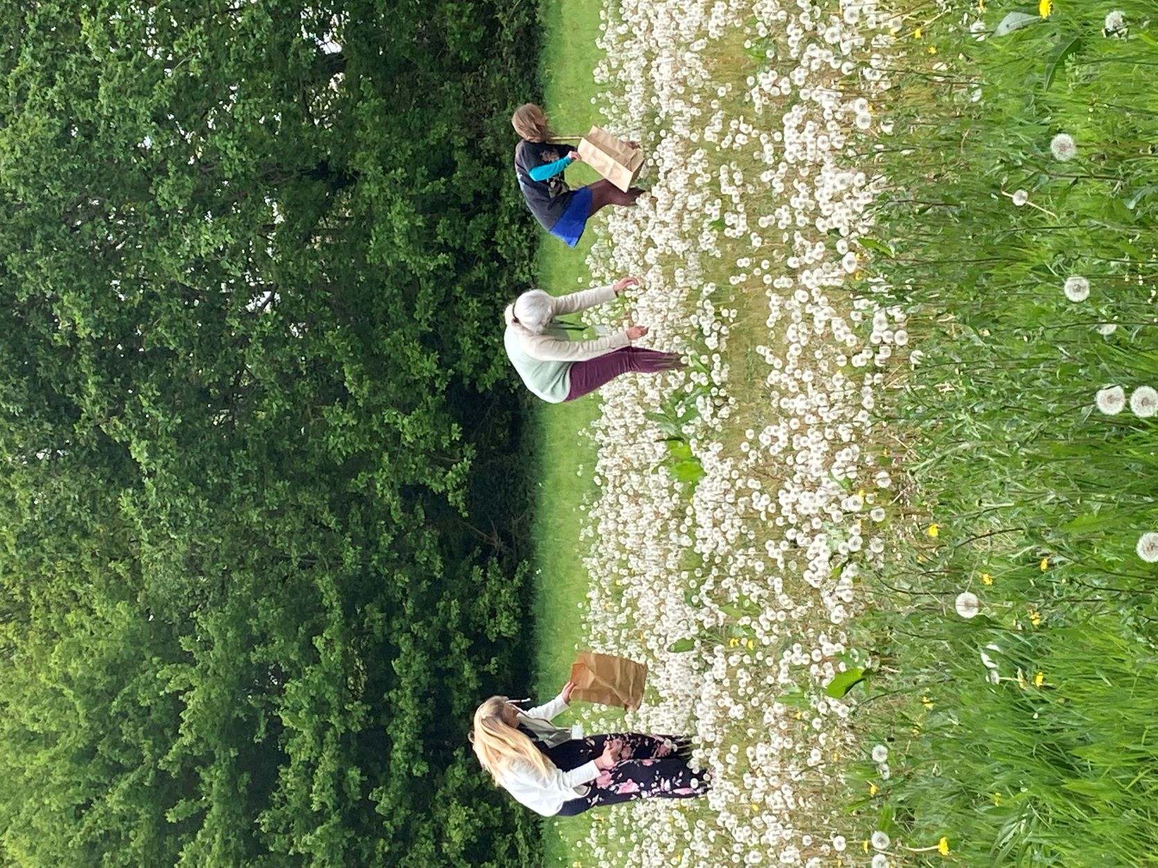 Three people, each holding a paper bag, collecting dandelion heads in seeds.
