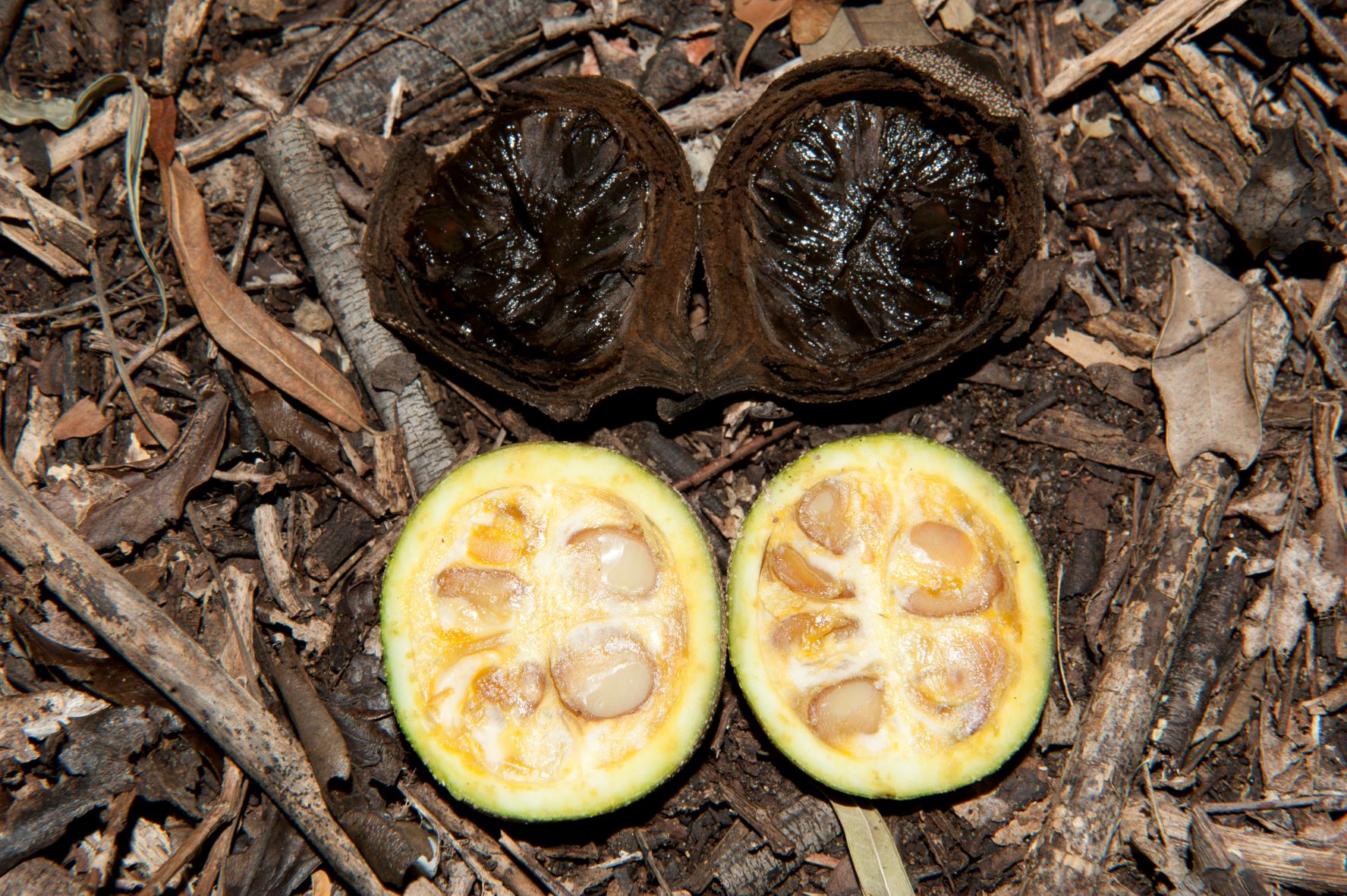 A fruit cut in half lying on the forest floor. The two of the seeds look healthy, the other two look like they are potentially inviable.