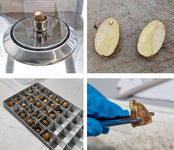 A composite of four images. The first shows an acorn with the top removed in a small metal dish on a metal weighing balance. The second is an acorn cut in half longitudinally showing the embryo axis at the top. The third shows a metal tray consisting of small compartments in a 5 by 8 grid, 25 of the compartments contain an acorn. The final image shows the brown embryonic axis  of the an acorn held with tweezers which has a short radicle emerging