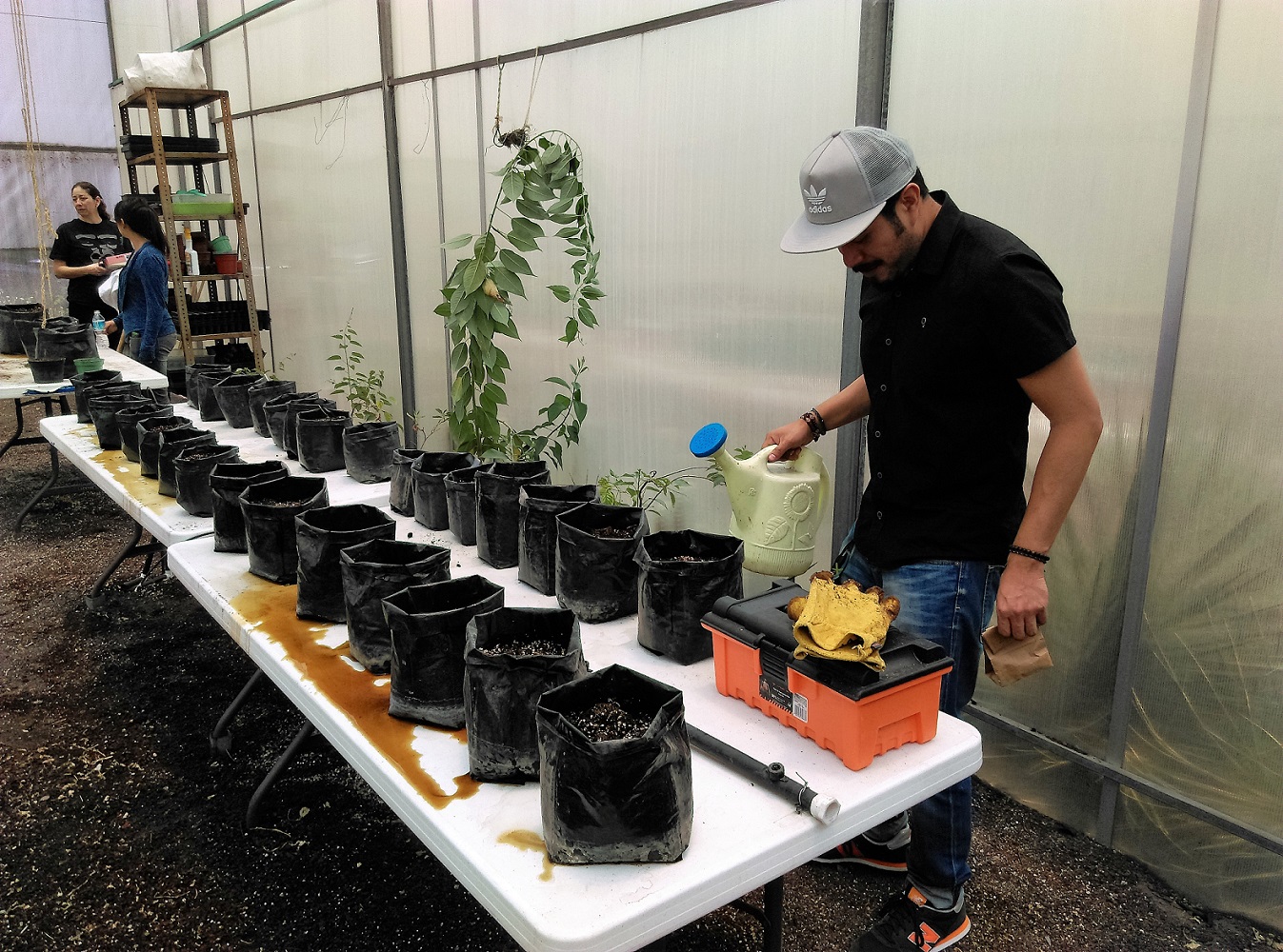 A row of white tables inside a greenhouse. On the tables are two rows of soil filled plant pots. A scientist is stood behind the bench holding a watering can and a brown paper bag