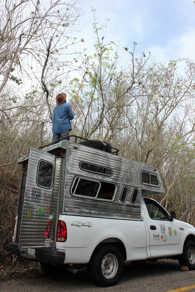 A white 4x4 truck with the back modified with a camping attachment. A rock has been placed behind the front wheel and a person is stood on top of the camping section with a pole pruner seed collecting from a tree