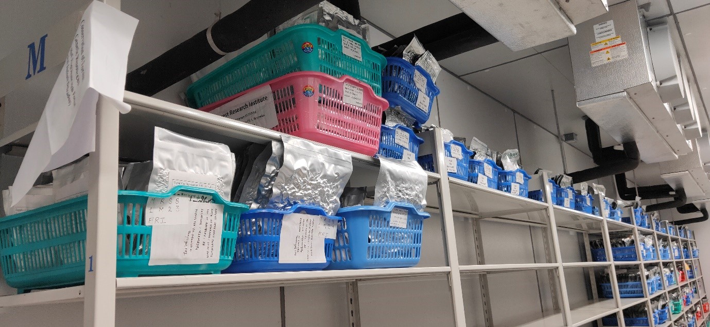 Shelving inside a cold room holding labelled crates filled with vacuum sealed foil bags holding seed collections.