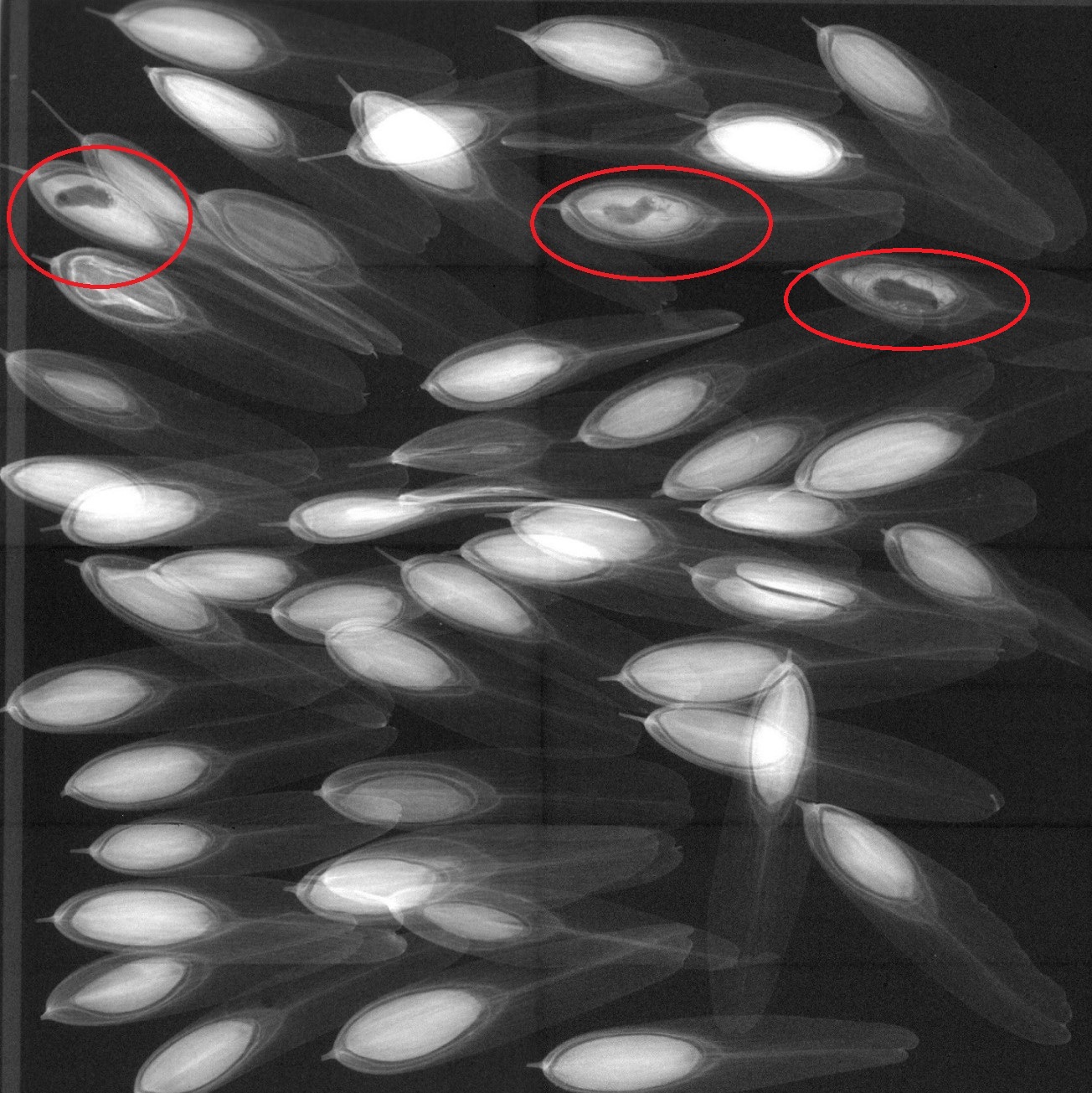 Many white oval healthy seeds, but three seeds are highlighted by red circles. The oval embryos of these seed are greyer than the other and each contain a small dark curved arc within them where the larva is