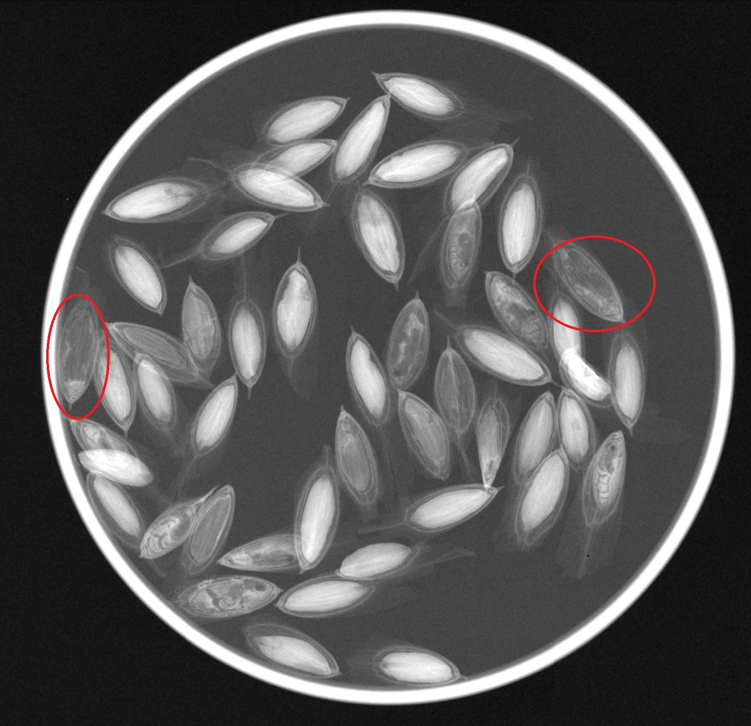Lots of white healthy oval embryos and a few which are duller grey indicating empty seeds. Two seeds are circled red, these seeds are mostly dark grey bust have smaller lighter patched at one end