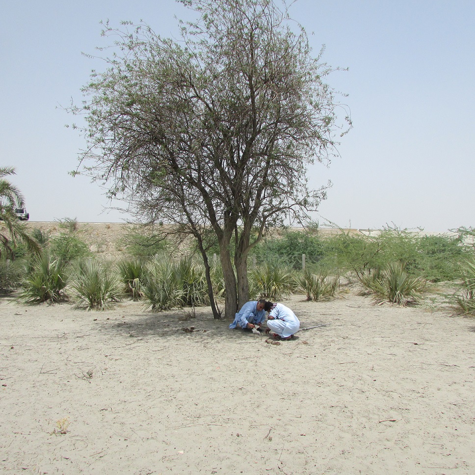 Two men are sitting in the shade below a tree in the desert by the roadside. They are closely looking at something together
