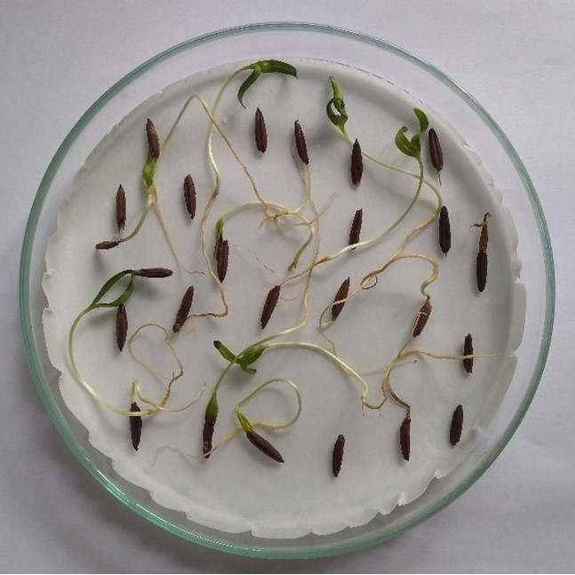 A petri dish with germinating seeds on filter paper.