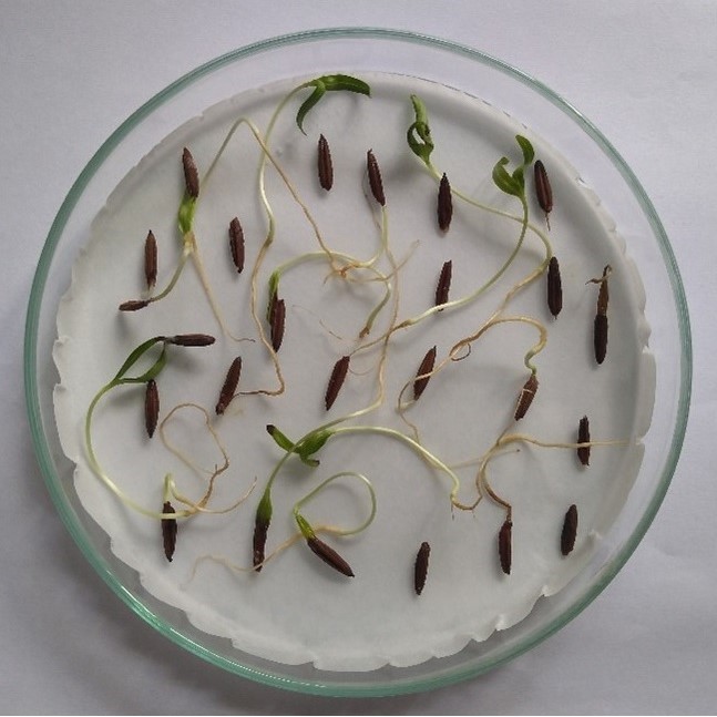 A petri dish with germinating seeds on filter paper