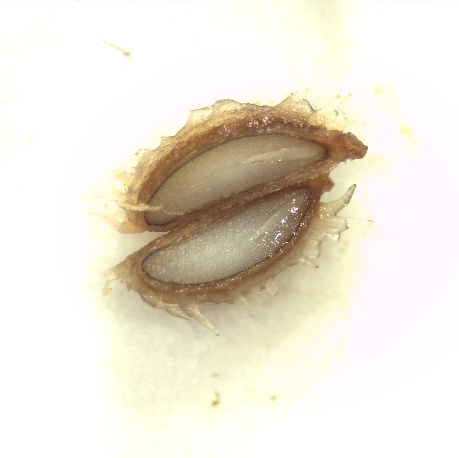 A cross section of a seed showing a clearly defined light brown seed coat and a creamy white embryo with no sign of damage.