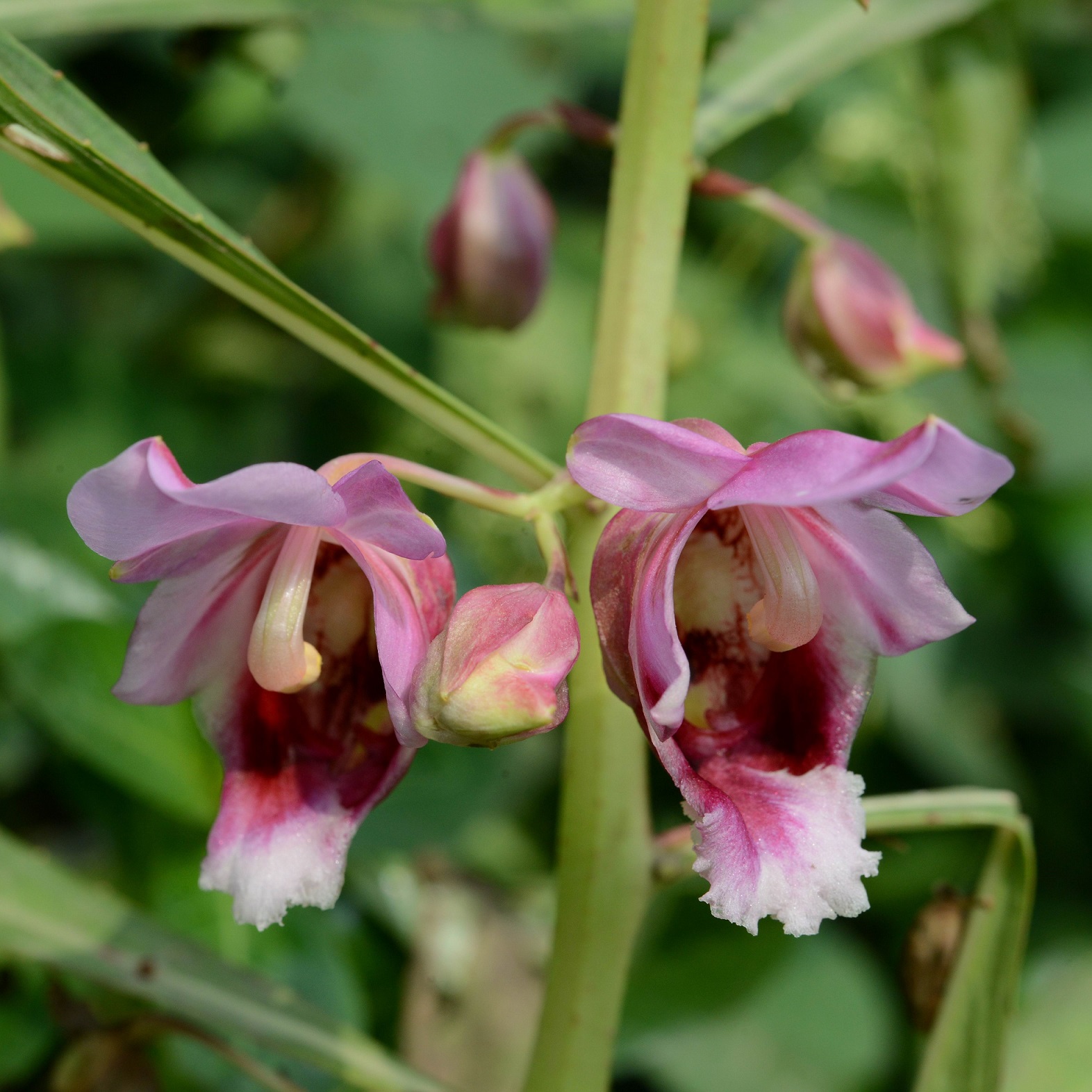 Two pink tubular flowers of Hydrocera triflora, the centres are dark pink whilst the tips of the petals are light pink