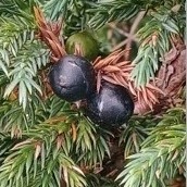 Two round dark purple fruits surrounded by short spiked needle like leaves