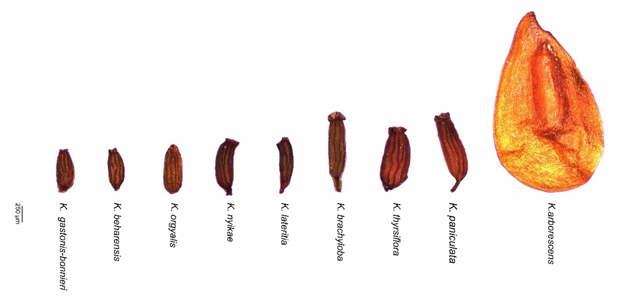 Nine seeds lined up in a row. The first eight seeds are small varying slightly in length and the shape of the top, the final seed is tear drop shaped amber in colour and larger than the other seeds. The individual seeds are labelled K. gastonis-bonnieri, K. beharensis, K. orgyalis, K. nyikae, K. lateritia, K. brachyloba, K. thyrsiflora and K. paniculata. The larger amber colour seed is labelled K. arborescens.