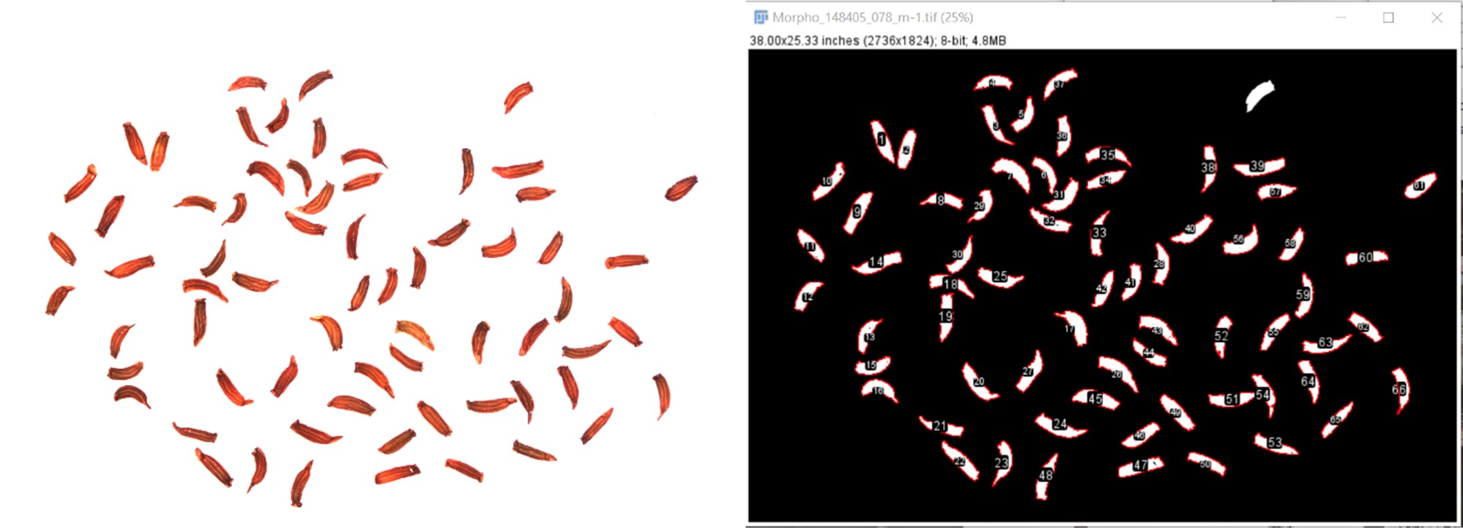 Two images side by side. The image on the left has a white background scattered with lots of small curved light brown seeds. The image on the right is the same image as on the left but with the colours inverted so the seeds are on a black background with each individual seed numbered.