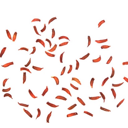 A white background scattered with lots of small curved light brown seeds