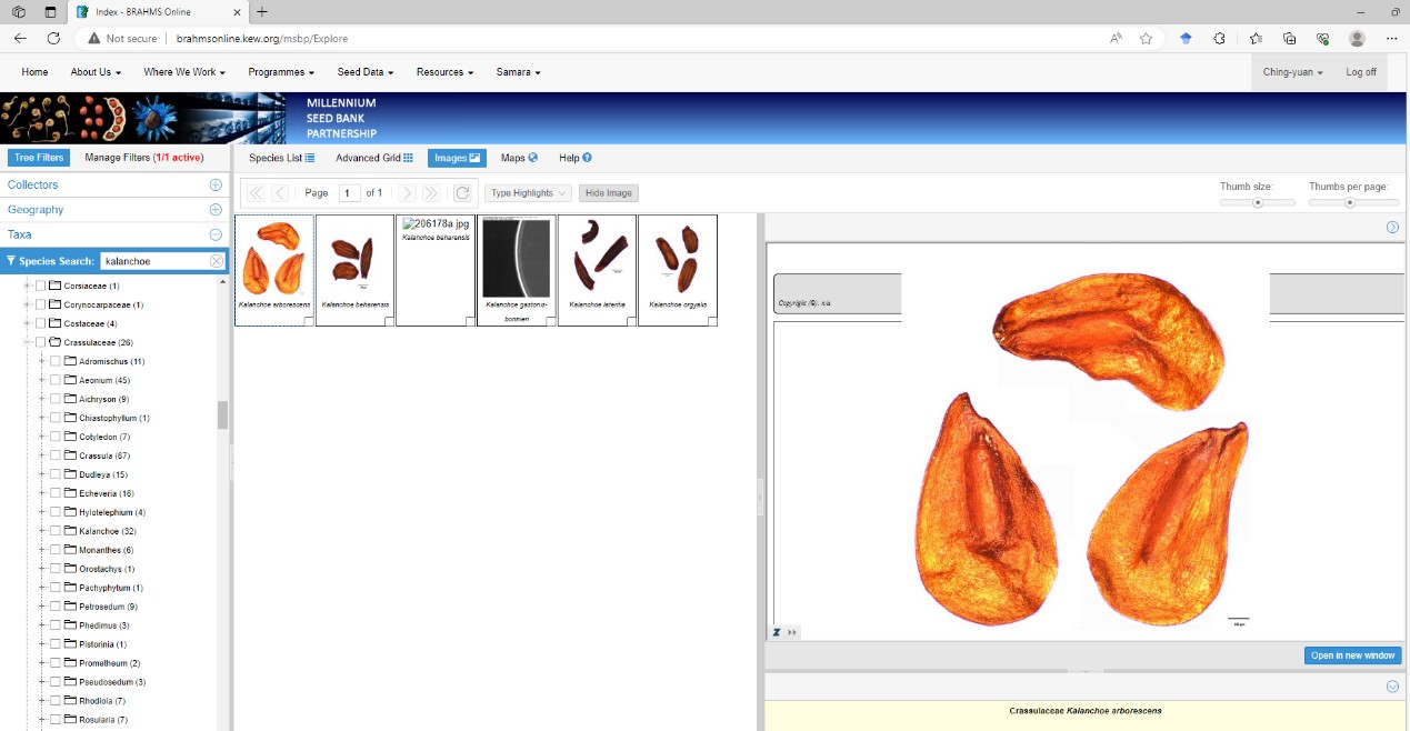 A screenshot of the MSBP Data Warehouse web interface. The layout is split into three sections, on the left is a taxa filter with Kalanchoe selected. In the centre the images tab is selected and there are thumbnails of six different seed images available. Within the right section is a larger version of one of the thumbnails showing three tear-drop shaped seeds.