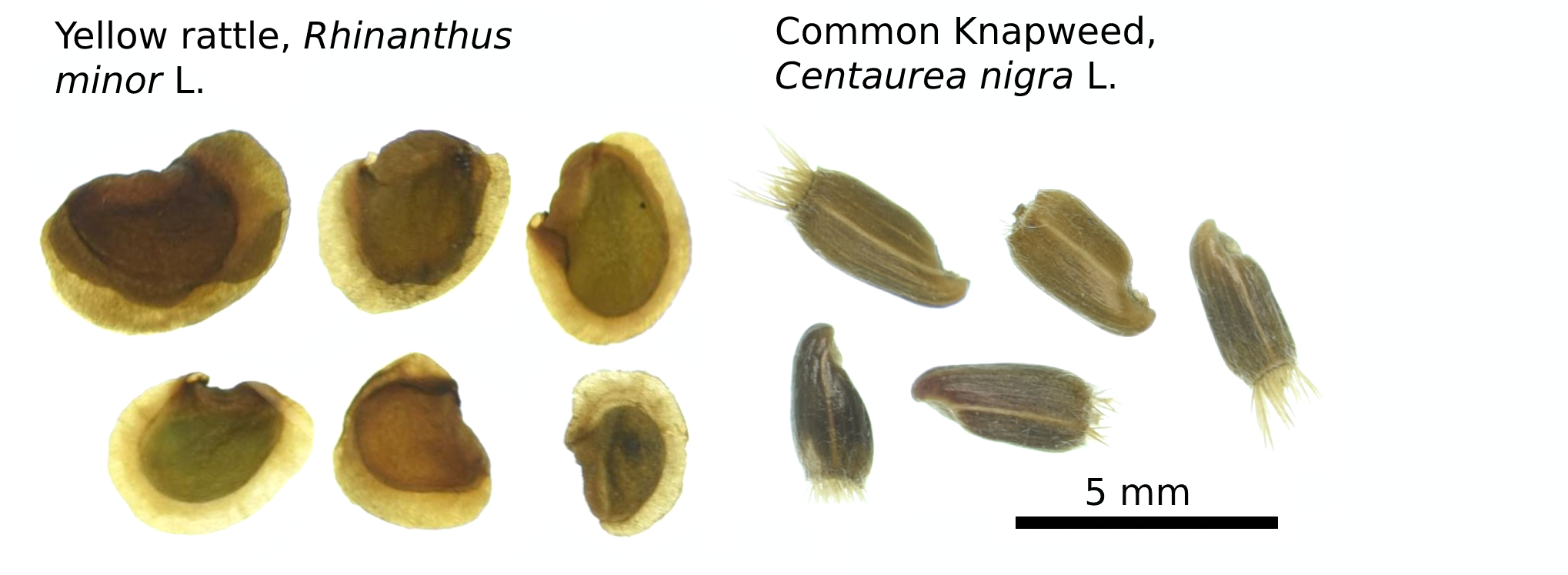 Two sets of seeds next to each other, the first is labelled Yellow Rattle, Rhinanthus minor L. the seeds are kidney shaped with a darker centre and are approximately 3 to 4 mm long. The second set of seeds are labelled Common Knapweed, Centaurea nigra L. and are oval shaped with fine hairs from one end, they are approximately 3mm in length.