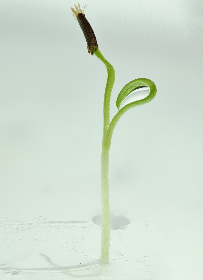 A seedling standing upright with a light green stalk leading to two bright green unfurling cotyledons. One cotyledon still has the seed coat attached, which is long and dark brown with light yellow tufts at the end.