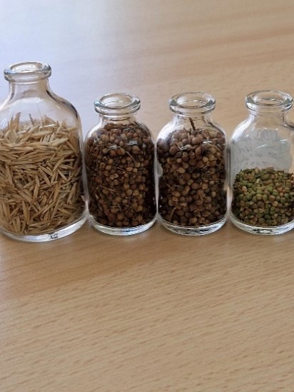 Four glass bottles stood in a row each with a different type of seed in