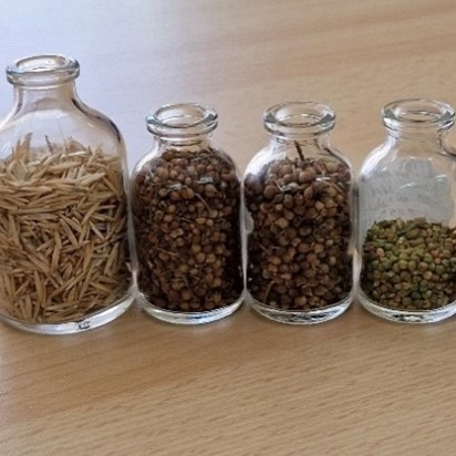 Four glass bottles stood in a row each with a different type of seed in