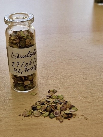 A glass bottle full of seeds on a table behind a small pile of seeds. On the bottle is a label which has biscutella 27/06 written on it. The year is not visible.