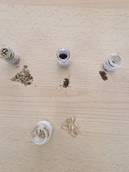 A birds eye view of four glass bottles each stood next to a small pile of the seeds they contain. The seeds vary from small round dark coloured ones to elongated light brown ones.