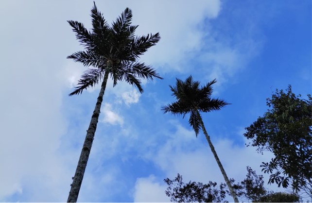 Looking up to the sky to two tall palms. Each have a full crown of palm leaves.