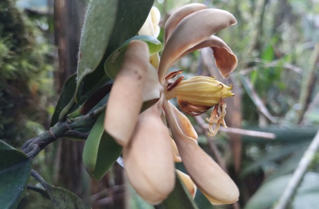 A peach coloured magnolia flower, with the petals and sepals opened out showing the yellow gynoecium with a few remaining stamen hanging from the edge