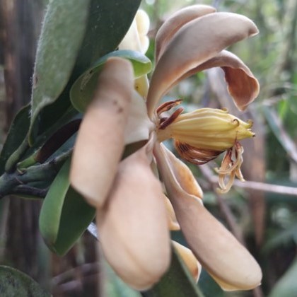 A peach coloured magnolia flower, with the petals and sepals opened out showing the yellow gynoecium with a few remaining stamen hanging from the edge