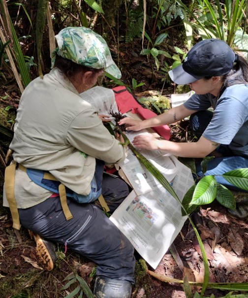 Two people sitting on the forest floor. They are both arranging a plant specimen out on newspaper