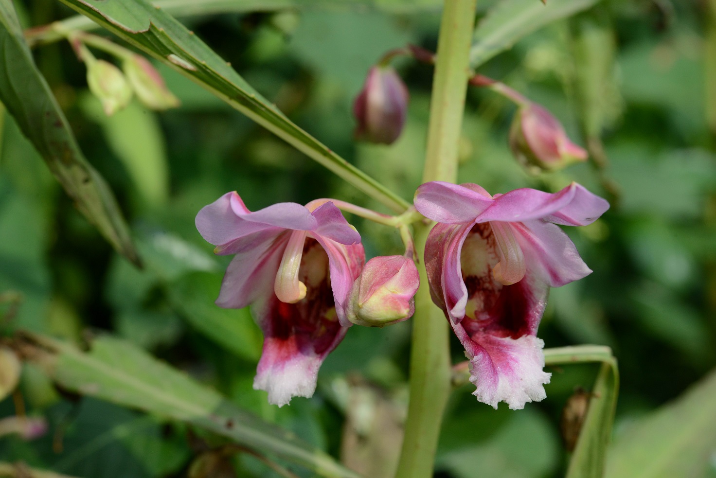 Two pink tubular flowers of Hydrocera triflora, the centres are dark pink whilst the tips of the petals are light pink