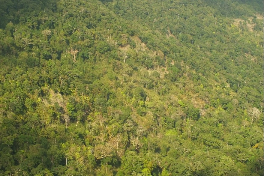 An aerial view of an intact forested slope