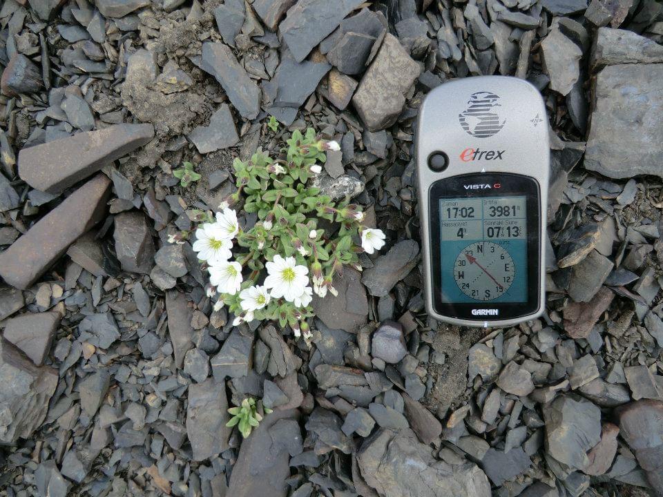 A white flowered plant growing out of a bed of grey shale viewed from above next to a GPS device showing the altitude as 3981 feet