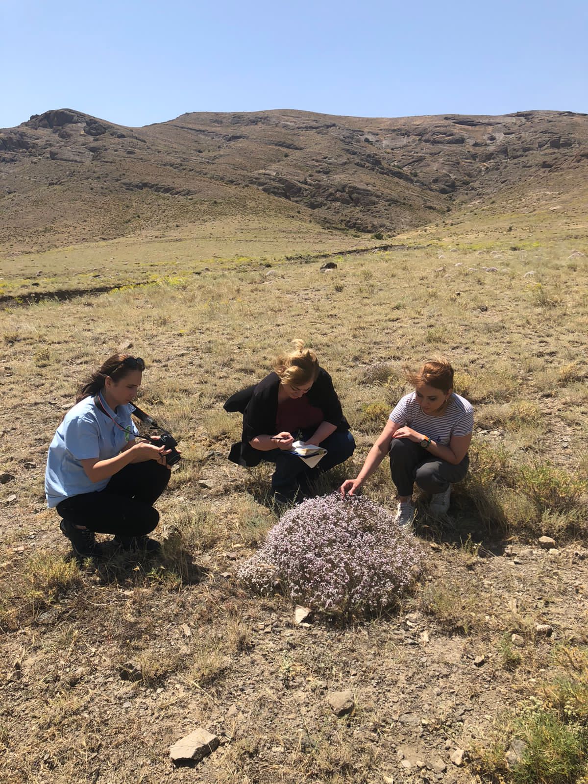 A group of 3 people crouching down around a plant specimen, one with a camera, one taking notes and one touching the plant. With mountainous hills and a barren, grassy landscape in the backgound