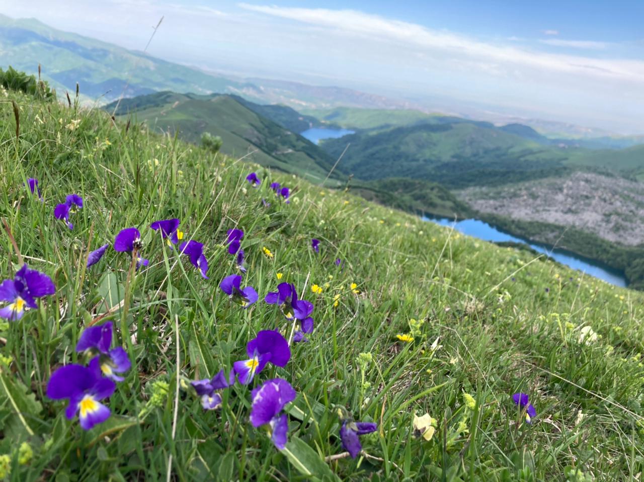 A far reaching view of lakes and mountains with a foreground close-up of specimens of purple and yellow flowers growing amongst lush grass on a steep incline