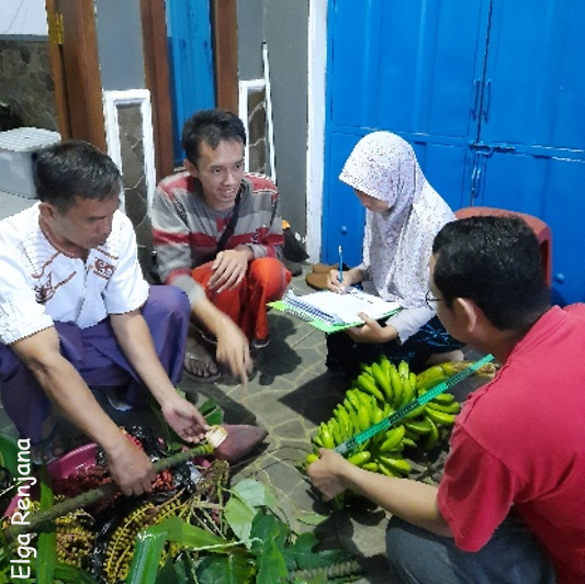 Four seed people sat in a group, one of the group is writing on clip board whilst another is holding a tape measure along the length of a bunch of bananas. A third person is holding the tip of a banana flower