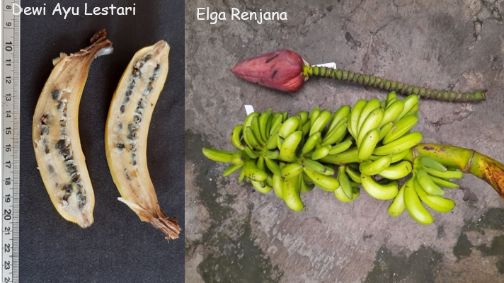 A stem with whorls of small greeny yellow wild bananas lying next to a banana flower. Below is a cross section of a curved wild banana showing two rows of seeds along each half. The banana is about 12cm long.