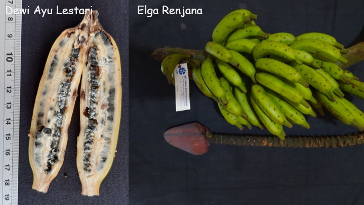 A stem with whorls of green wild bananas. The bananas are covered with sparse black spots. Lying next to the bananas is a banana flower. Below is a close up of the longitundial cross section of a wild banana fruit. The fruit is relatively straight, approximately 13cm long and each half shows two rows of seeds amongst the flesh.