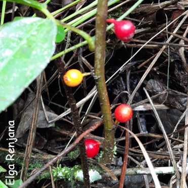 A brown woody stem with four oppositely arranged small round fruits down the length. Each fruit is on a short stalk and they vary from orange to red in colour.