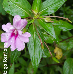 A pink zygomorphic flower with partially divided petals. The leaves of the plant are in whorls of three and are oval with an elongated tip and a serated edge.