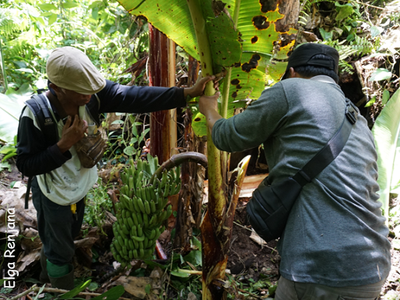 Two seed collectors standing either side of a wild banana plant. A stem of green wild banana fruits is bending down away from the plant. The seed collectors are holding up one of the banana plant leaves.