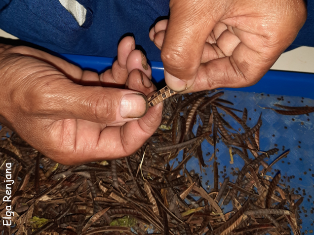 A pair of hands holding an open seed pod. They are using their thumbs to remove the seeds. They are above a blue tray containing lots of split open seed pods and loose seeds.