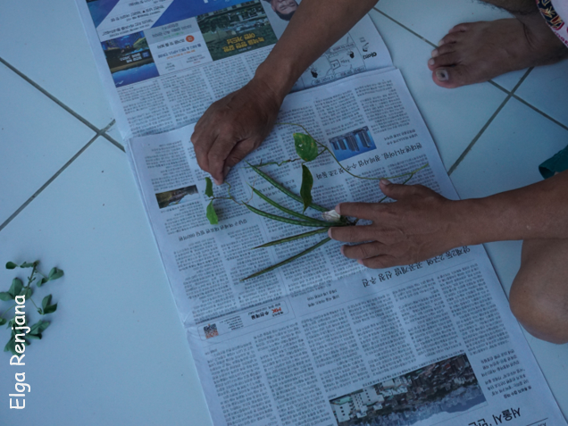 Three sheets of newspaper laid out in a row on the floor. A pair of hands are laying out flat a plant on the central sheet.